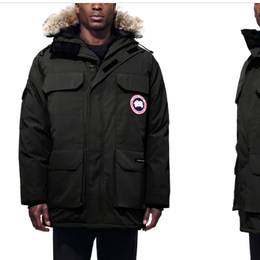 Canada goose